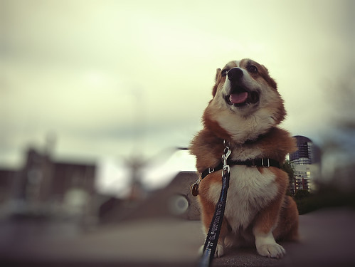 blue sky dog brown white toronto ontario canada black green water blurry corgi waterfront bokeh steps tan cream panasonic hund honey pointandshoot welsh leash alienskin canadamaltingcompany pembrocke dmctz5 morningdewphotography clydesfriends pembrockewelshcorgi