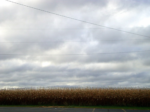 wisconsin corn cornfield cloudy overcast powerlines cornstalks wi stalks electricwires electriclines driedcorn bakerville centralwisconsin
