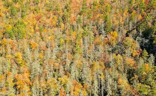 autumn fall nc nikon fallcolor unitedstates foliage blueridgemountains vr linvillefalls lr3 f3556g linvilleriver 18105mm d7000 18105mmf3556gvr adobelightroom3 appleaperture3
