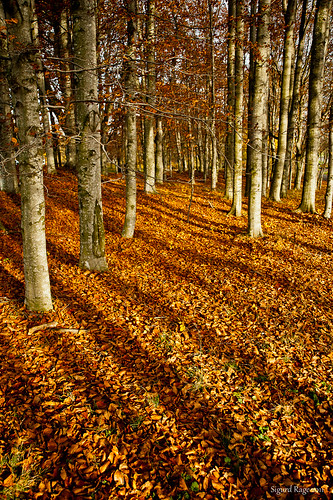autumn leaves norway landscape norge nikon birch 28105mmf3545d nikkor polarizer høst aas 2011 ås d700