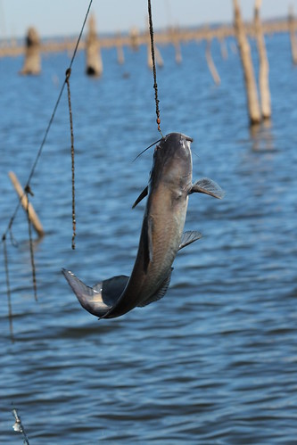 texas tx landscape lake catfish