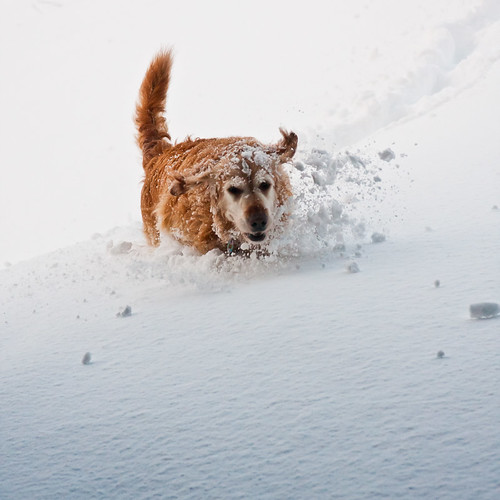 dog snow goldenretriever landscape happy iceland jumping hiking running adventure flickrfavourites lubbi wonter