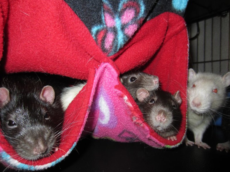 Peggy&#039;s Rats in their Rat Stash