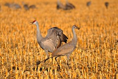 Just another couple sandhill cranes