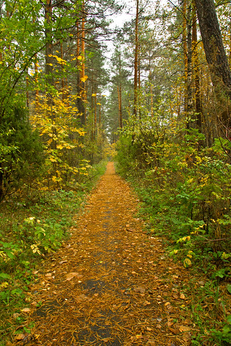 autumn nature sony lithuania ruduo lietuva gamta sal16105 aplinknemenčinę aroundnemenčinė vietovės