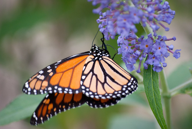 Monarch Butterfly at Caledon State Park, Virginia