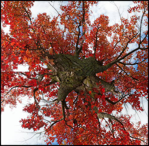 red sky tree fall view earth trunk