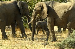 Family herd protecting baby elephant