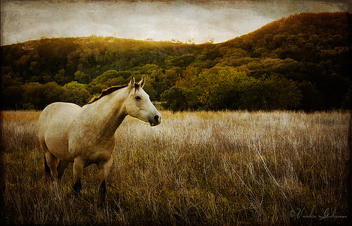 horse texture texas kerrville ourtime hillcountrycameraclub