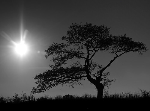 sun tree silhouette oak northumberland
