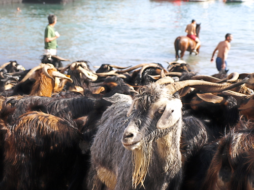 El Baño de las Cabras - Bathing the Goats