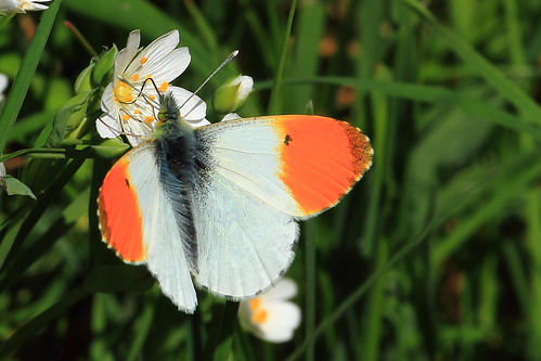 colour male nature closeup butterfly orangetip thurstaston wirralway wirralcountrypark kapnkaos~too kapnkaostookapnkaos~too