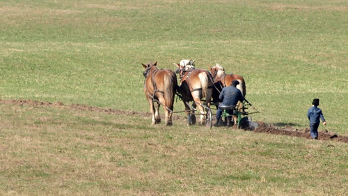 drafthorses farming ruralwisconsin fieldwork plowing amish
