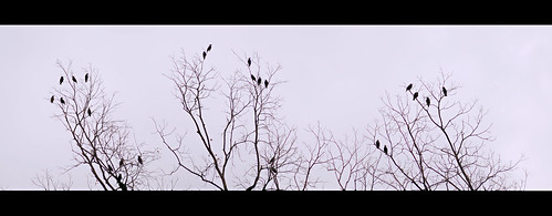friends tree birds freedom fly high wings nikon branches mina together casual 24 forever barren hangout d90