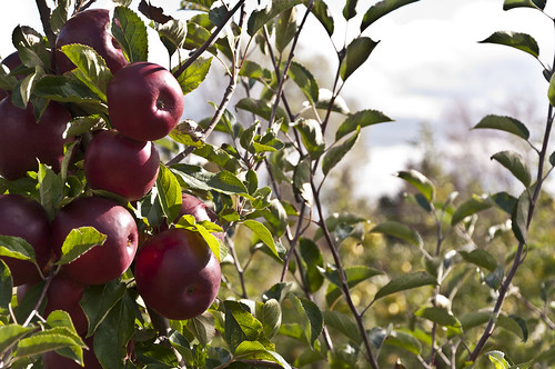 red fall apple farm beak harvest orchard apples skiff ida beakskiff