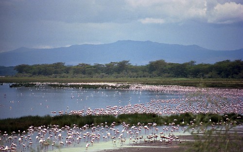 lake holiday bird animal kenya outdoor flamingo nakuru lakenakurunationalpark
