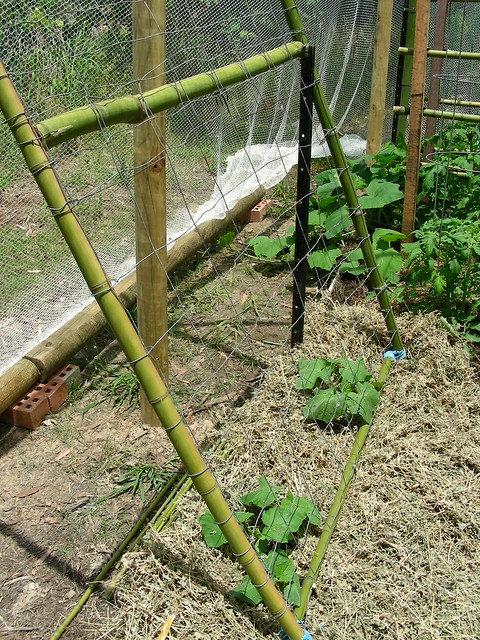 Bamboo and wire cucumber trellis 