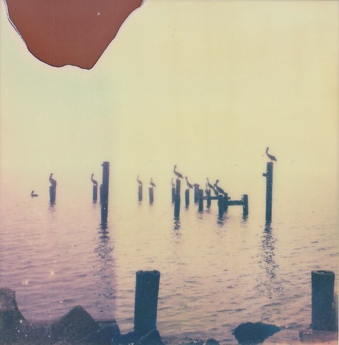 lake slr love pelicans water landscape polaroid sx70 louisiana little lol instant impossible firstflush colorshade ndpackfilter px680