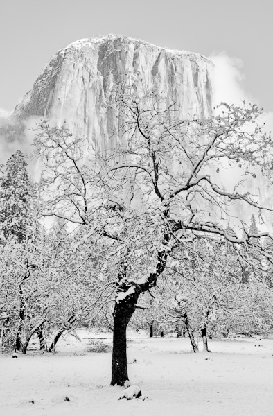 Winter Branches and El Capitan, Yosemite Valley, California  2010