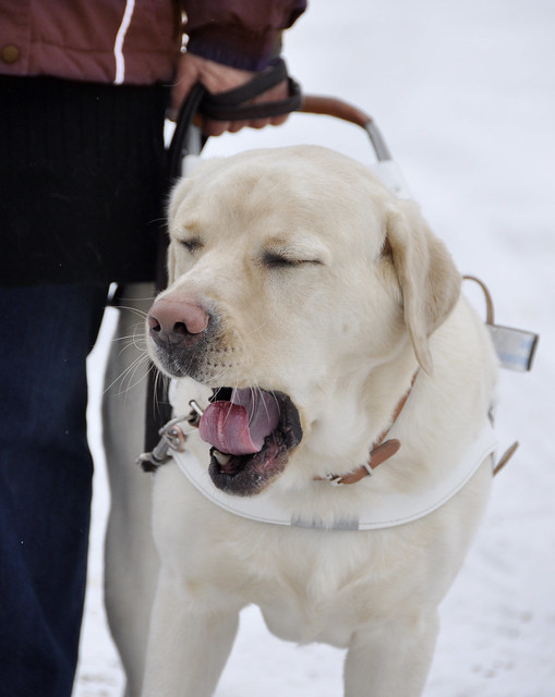 A tired guide-dog - väsynyt opaskoira