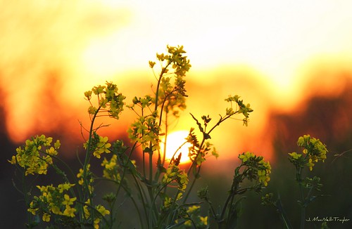 sunset nature yellow spring warm sundown pennsylvania mustard wildflowers