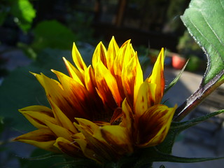 sunflower into sun