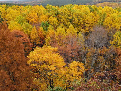 autumn trees ohio fall colors firetower mohicanstateforest october2011