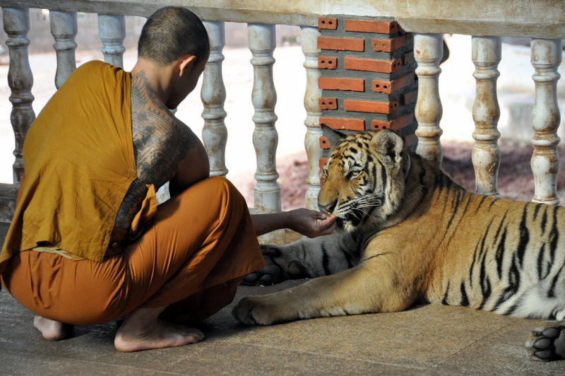 Tiger Temple Bangkok