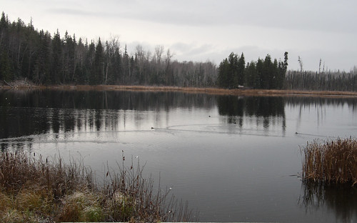 lake canada reflection fall forest landscape ducks marsh seeleylake northwestbc