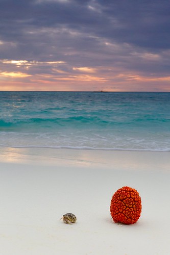 longexposure sunset sea sky food fruit waves shell crab tropical maldives