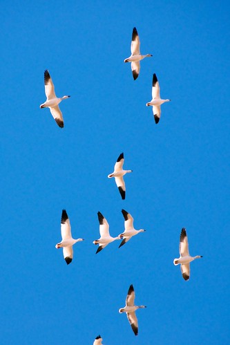 geese stirling alberta migration snowgeese tyrrelllake