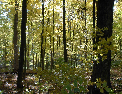 autumn trees fall illinois woods funksgrove naturecenter sugargrove mcleancounty