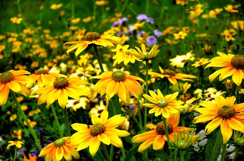 france flower colour yellow europe petal normandy hdr domfront closeframe mygearandme