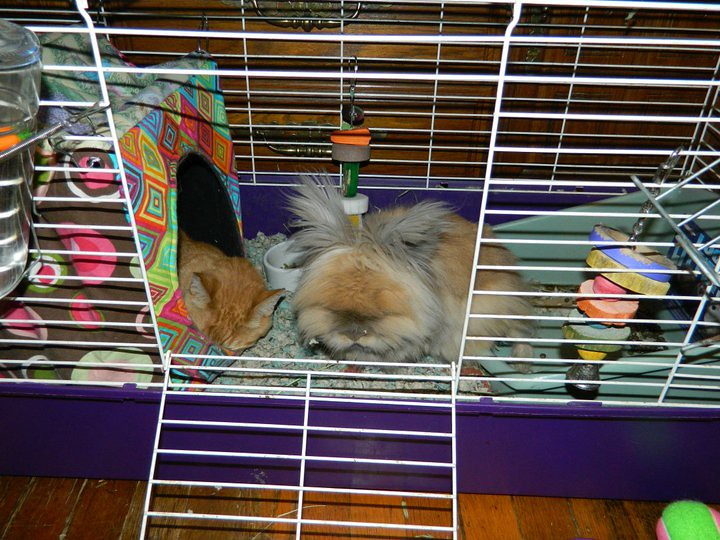 Benjamin shares Zoey&#039;s new bunny cube