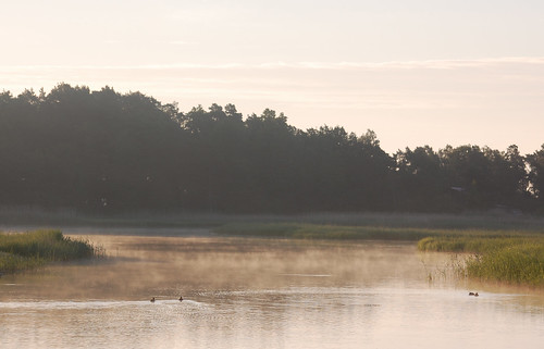 mist sunrise fulicaatra eurasiancoot kalmargolfclub
