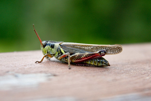 canada green nature bug insect outside outdoors bc britishcolumbia grasshopper