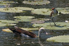 Wandering Whistling Duck, and a Comb Crested Jacana, Marigu Billabong WA