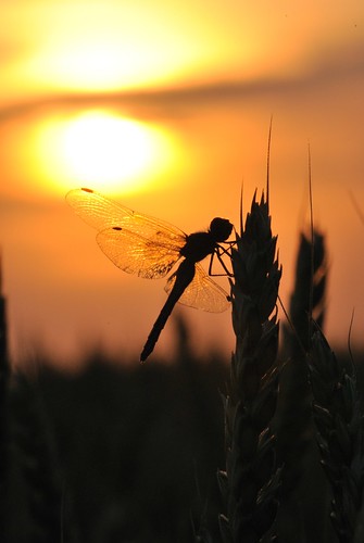 sunset dragonfly saskatchewan silhoette climax supershot nikond3000