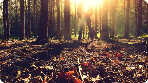 trees light dog sunlight me sunshine forest sunrise switzerland shadows shine joy