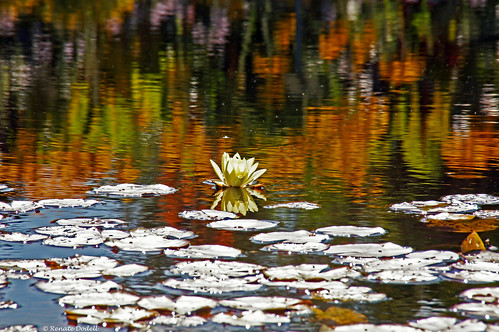 light red orange sun white reflection green rot water munich münchen bayern bavaria licht pond wasser lily bokeh lonely grün teich sonne weiss spiegelung reflektion einsam seerose dorenawm renatedodell