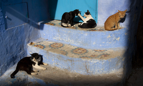 africa morning blue shadow cats stairs cat sunrise play stairway morocco staircase chefchauen