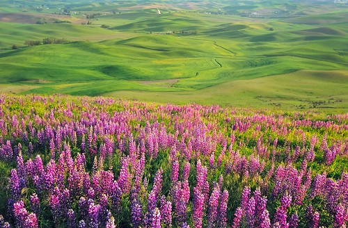 green spring hills wa wildflower eastern rolling palouse the lupines