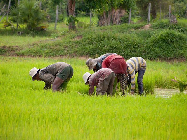 Rice Paddy Workers