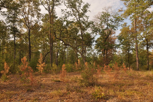 woods drought heat agriculture devastation treefarm pineforest sooc dryweather dsc5949 scavenger9 ourdailychallenge
