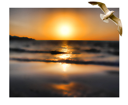 sea water sunrise canon mexico glare gull caribbean idream canoneosdigitalrebelxsi jackaloha2 photoshopcs5 ringexcellence
