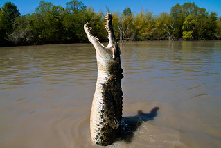 Jumping Crocodile
