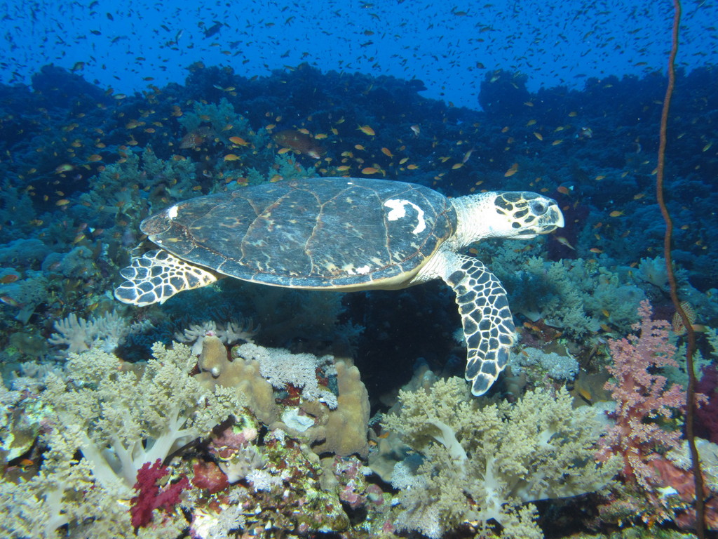 Hawksbill turtle at Elphinstone Reef, Red Sea, Egypt
