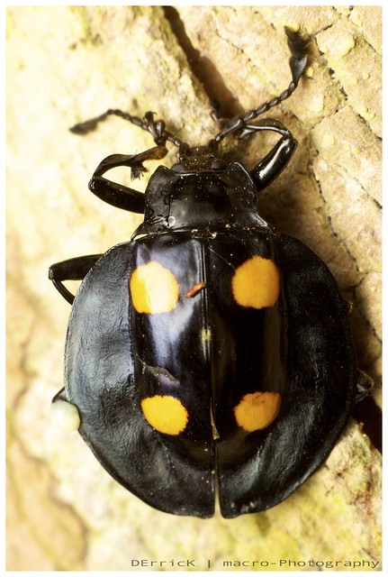 Beetle with Yellow Spots | Flickr - Photo Sharing!