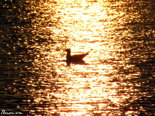 sunset reflection bird water gold