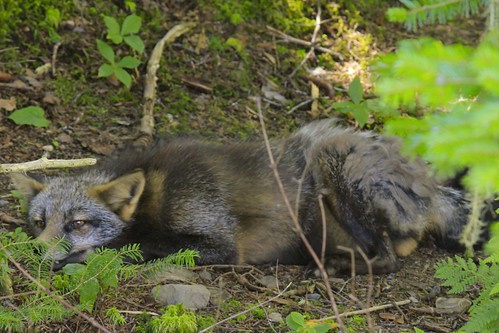 park nature newfoundland wildlife fox captivity salmonier